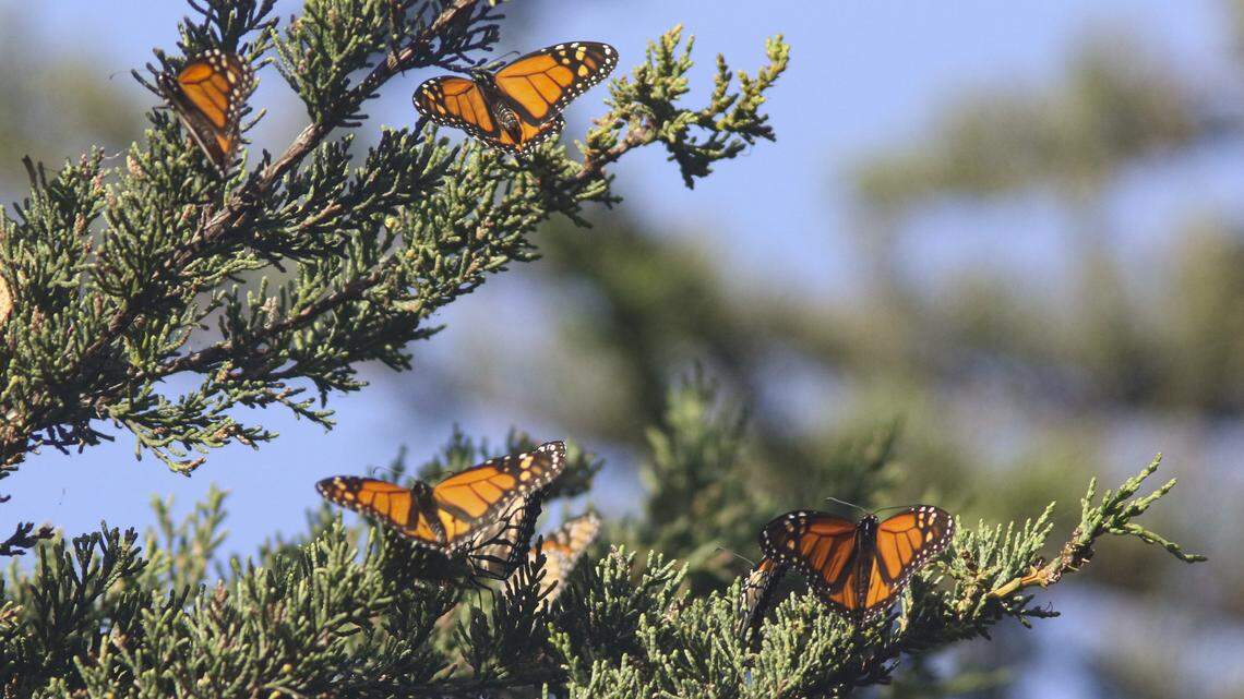 Pismo Beach monarch butterfly count is perilously low again. Here’s how many