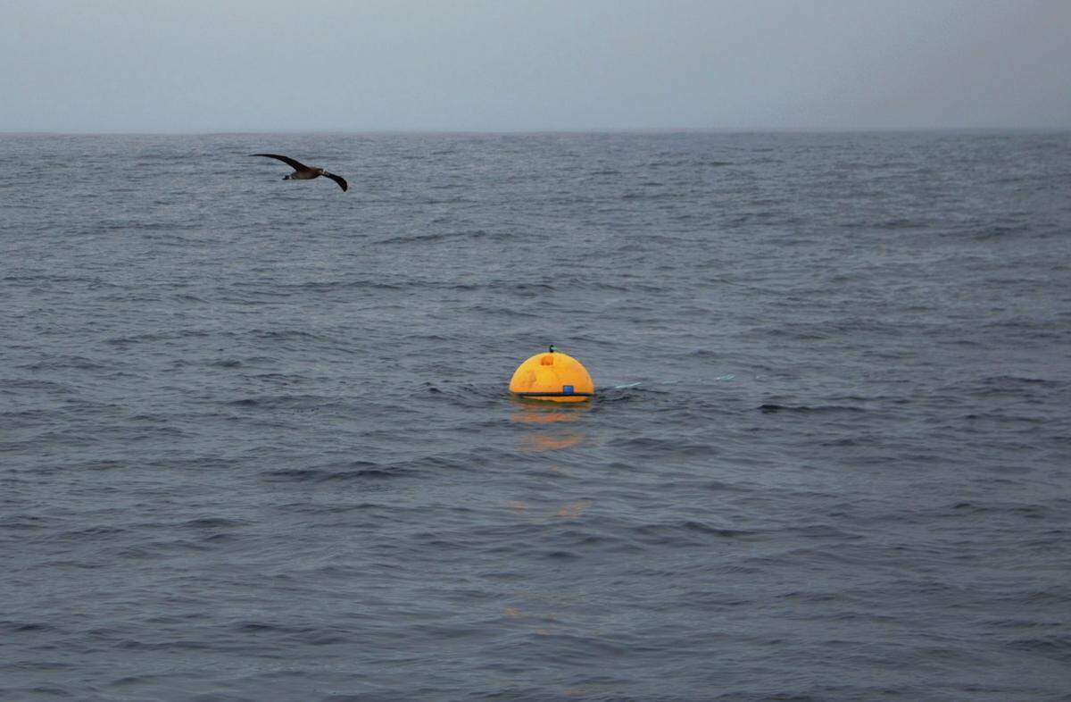 An albatross flies over the floating top of a NOAA marine sound recorder deployed in the Pacific Ocean in the proposed Chumash Heritage National Marine Sanctuary on March 12, 2023. The yellow buoy was dragged down by a train tire attached by a cord to the sound recorder to keep it at the ocean floor 900 feet under the surface.