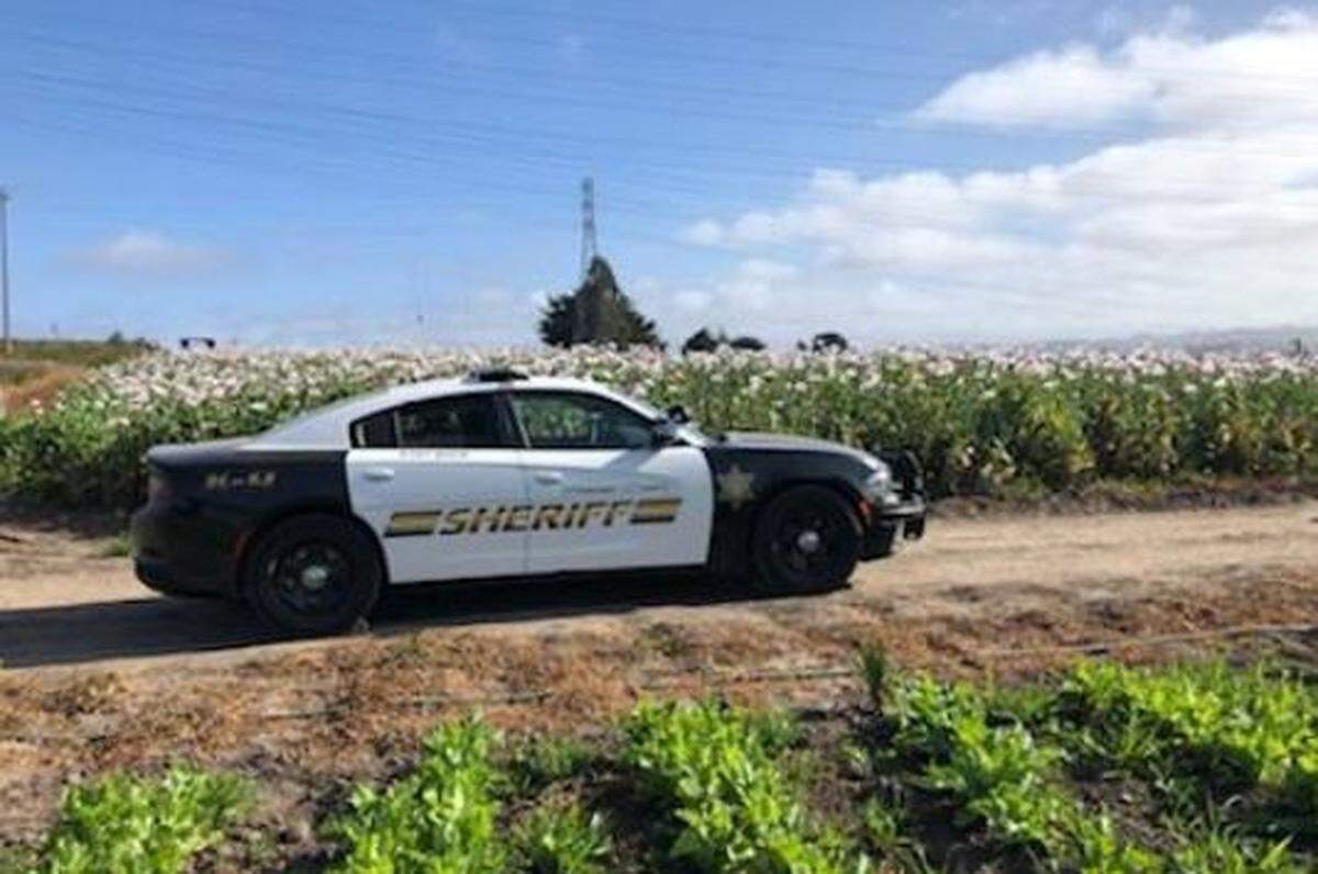 Deputies seized thousands of opium poppies on Moss Landing, California, over the weekend.