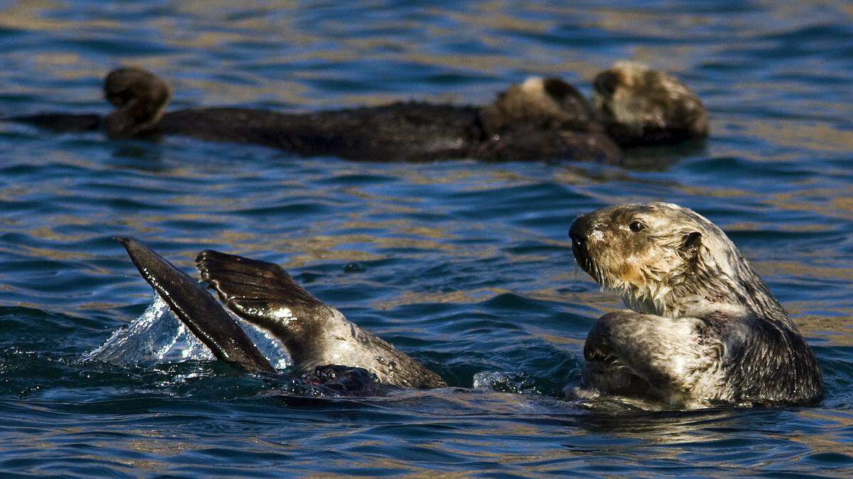 Sea otters rest just inside the mouth of the Morro Bay harbor.