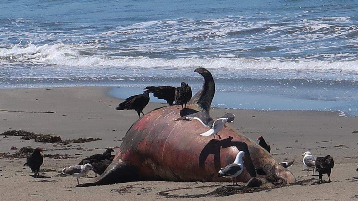 Dead elephant seal washed up on Piedras Blancas beach a reminder that nature can be cruel