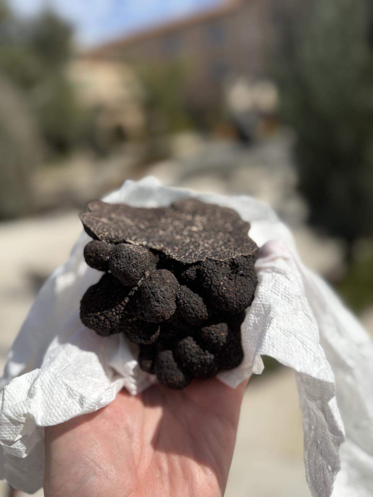 Hope Family Wines, a longtime winemaker in San Luis Obispo County, acquired a truffle orchard near Paso Robles. The orchard previously produced one of the largest truffles in the United States.