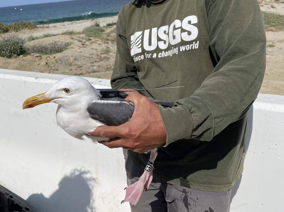 A western gull with a GPS/GSM tag and a Motus VHF tag on San Nicolas Island in the Channel Islands.