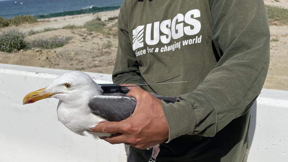 Tag showed gull hitching ride on garbage truck to CA landfill — for 80 miles