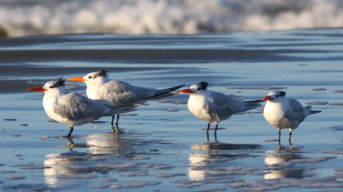 Royal terns stand at high tide on the beach north of Morro Rock.