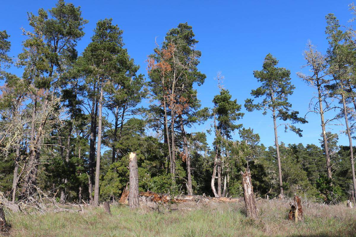 Al Hadian, owner of the pictured property, said he wants to build his retirement home near where this photo was taken and revitalize the forest of Monterey pine trees around it. Here, you can see a few of the old-growth, native Monterey pine trees appear to be dying.