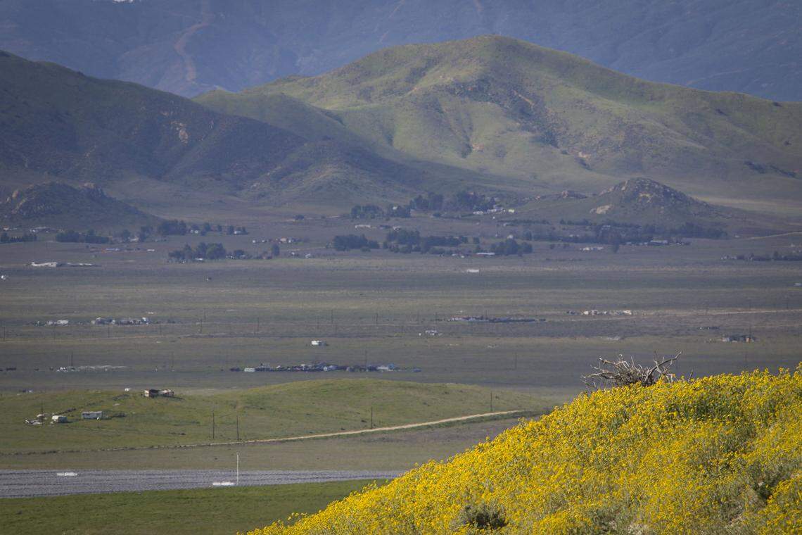 Wildflowers got an early but sporadic start in California Valley after a dry spell followed early winter rains.