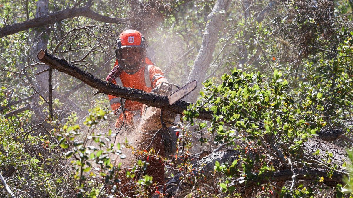 A work crew from a company named Great Tree Tenders works on private property to thin oak and unhealthy pines to a lower density in an effort to prevent high intensity fire next to the town of Cambria. Cambria’s Monterey pine trees continue to die from disease and drought gripping the region. New forest management efforts aim to help.
