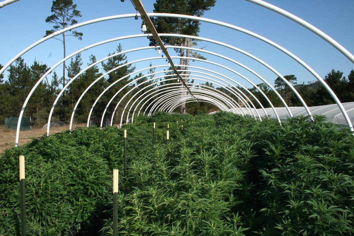 Trees were allegedly removed for a large, sophisticated and illegal marijuana grow near downtown Cambria, according to the San Luis Obispo County Sheriff’s Office.