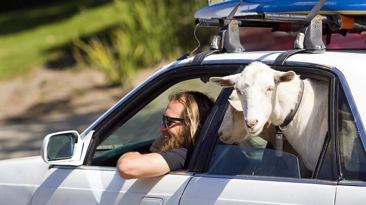 Dana McGregor and his three goats — Goatee, Pismo and Grover — head off in his car for a quick trip to a field near his house where they can wander and eat some weeds.