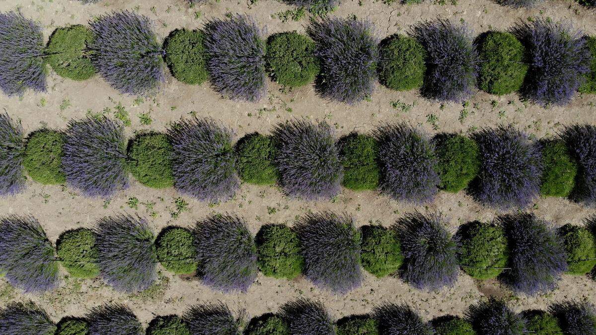 These lavender plants were harvested in an alternating pattern. Hambly Fams offers guided experiences and a farm store west of San Miguel on May 22, 2026.