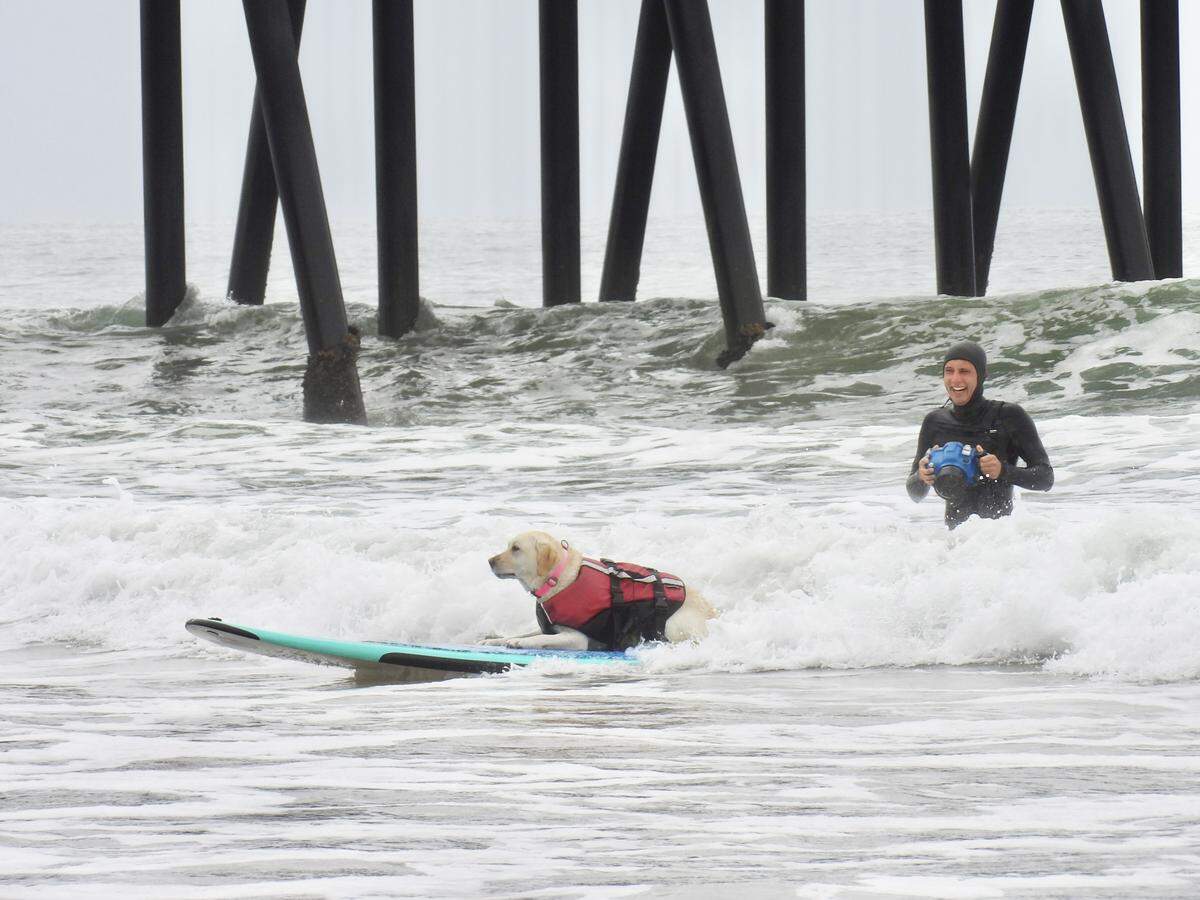 The World Dog Surfing Championships Exhibition Tour took over Pismo Beach on May 2, 2026. Labrador Rosie surfs back to shore on an easy wave.