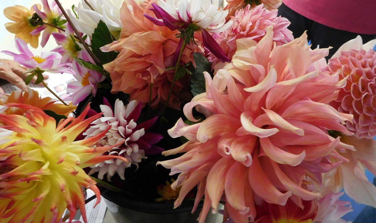 Dahlias come in every color except for true blue. The time to dig and store dahlia tubers is right after the first hard frost nips the tops of the plants and stops them from producing blooms. But in Western Washington, some gardeners allow the tubers to stay in the soil, but cover them to keep them from rotting.
