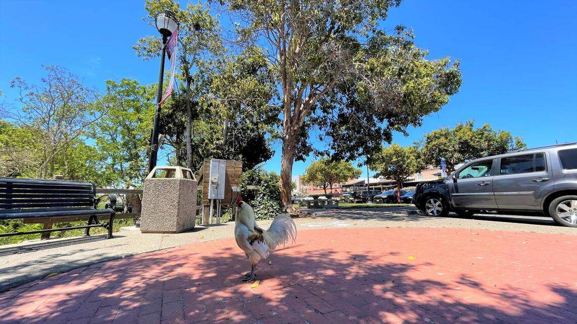 Residents are worried there are fewer roosters and chickens in the Village of Arroyo Grande.