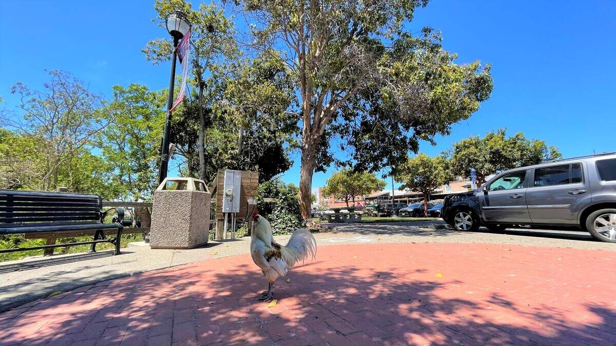 Residents are worried there are fewer roosters and chickens in the Village of Arroyo Grande.