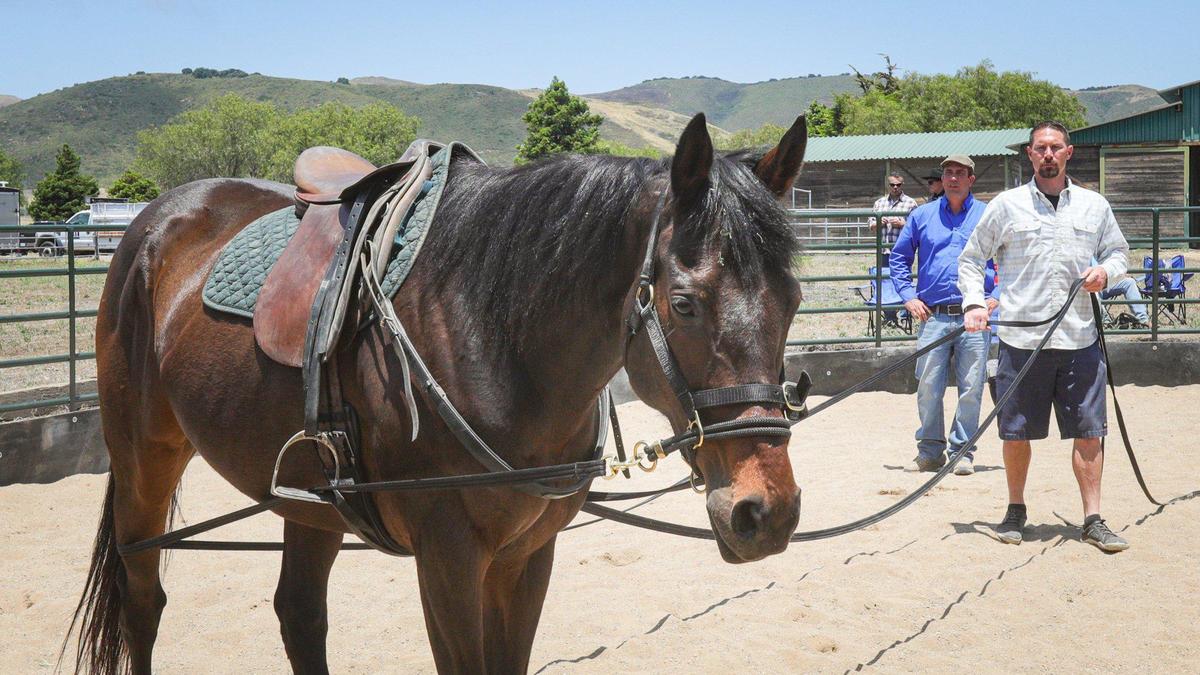 Jeff Baker, U.S. Marine veteran in white shirt, learns two line lead technique in a round pen with “Took” a former race horse that recovered from a broken pelvis. new equine therapy program for veterans at Legacy Village treatment center. Elite Vocations Program Director Simon d’Unienville gives instructions.