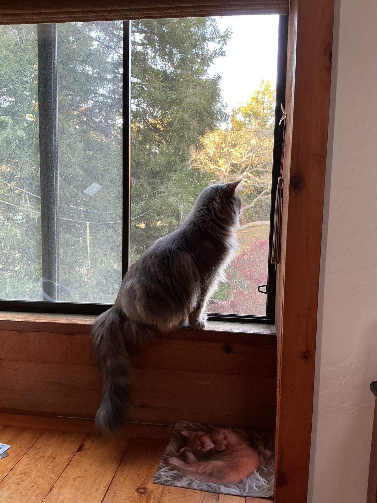 This window gave Cambria kitty Mochi and his owner a morning-after view and the unlikely answer to what had scared them awake the night before. Kathe Tanner, a columnist for The Tribune, shares the silliness solution.