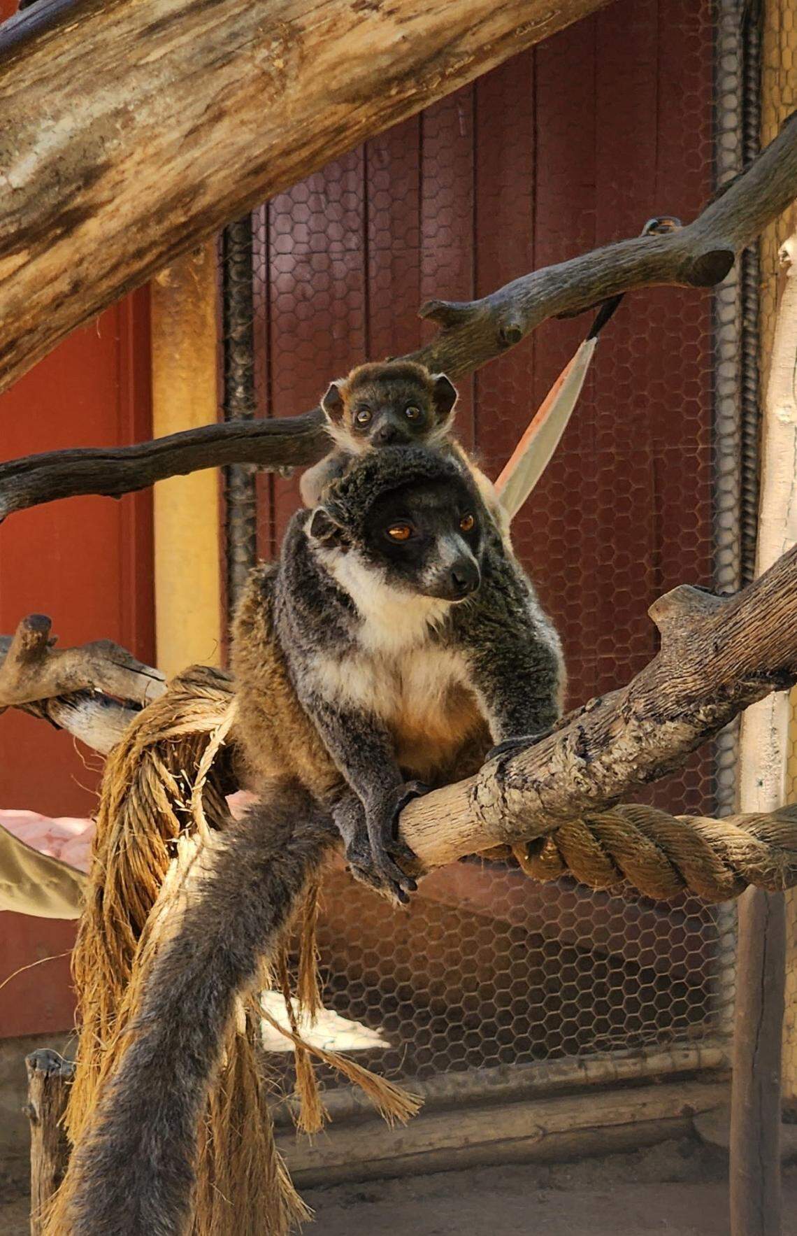 Koba, a critically-endangered mongoose lemur, was born at the Central Coast Zoo on July 4, 2025.