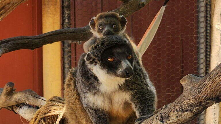 Endangered baby lemur born at California zoo. See the cute photos
