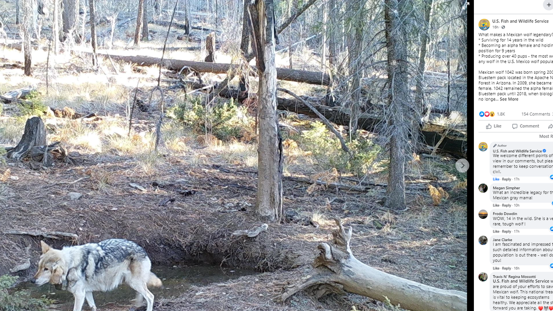 A “legendary” female wolf known for birthing 40 pups in the past decade has suddenly reappeared in the wild after falling off tracking in 2018, according to the U.S. Fish and Wildlife Service.