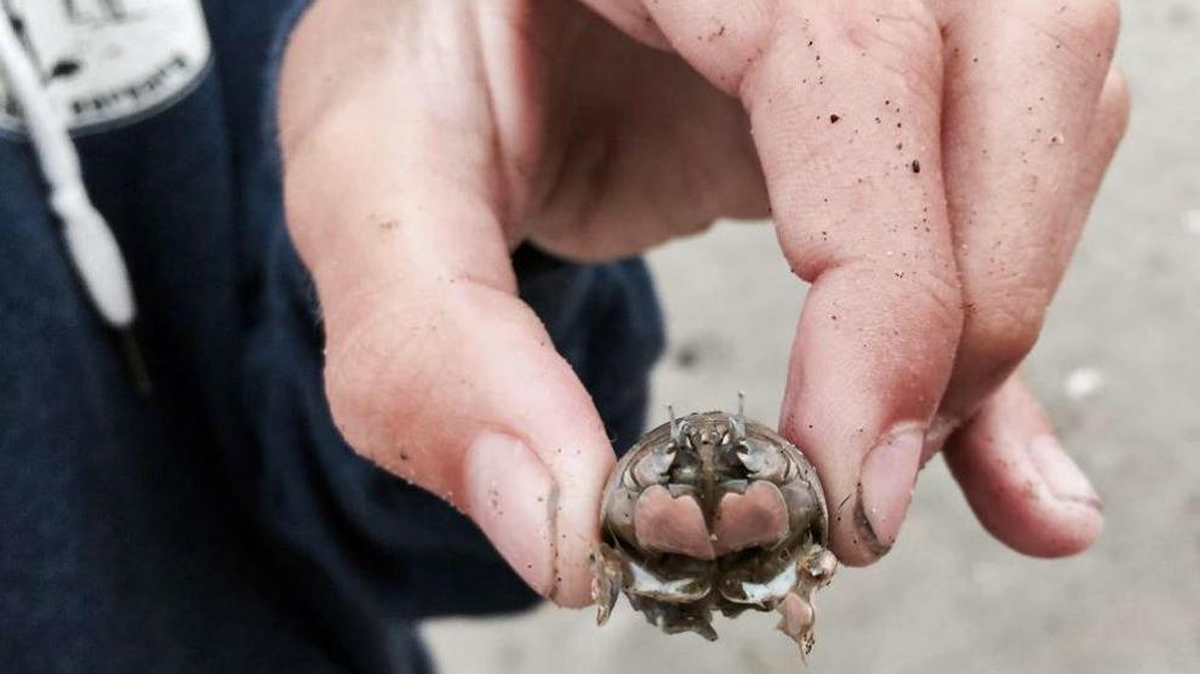 Meteorologist John LIndsey’s son, Sean, holds a Pacific mole crab.