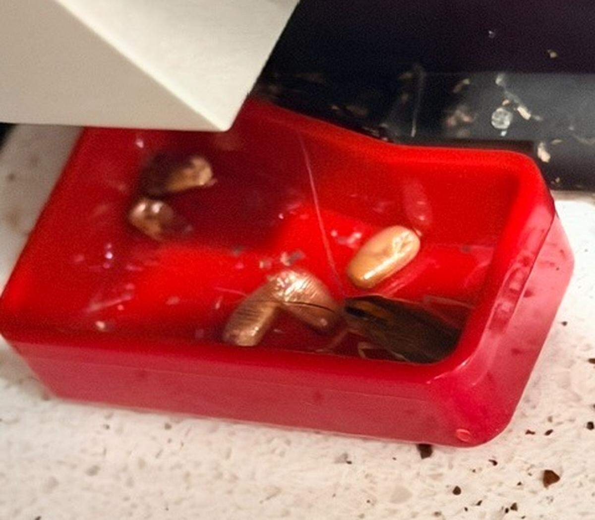 Arrive apartment complex resident Diana Suhovich has been living with a cockroach infestation at her Paso Robles home, shown here in a submitted photo. Suhovich alleges that Arrive’s management didn’t do enough to eliminate the infestation.