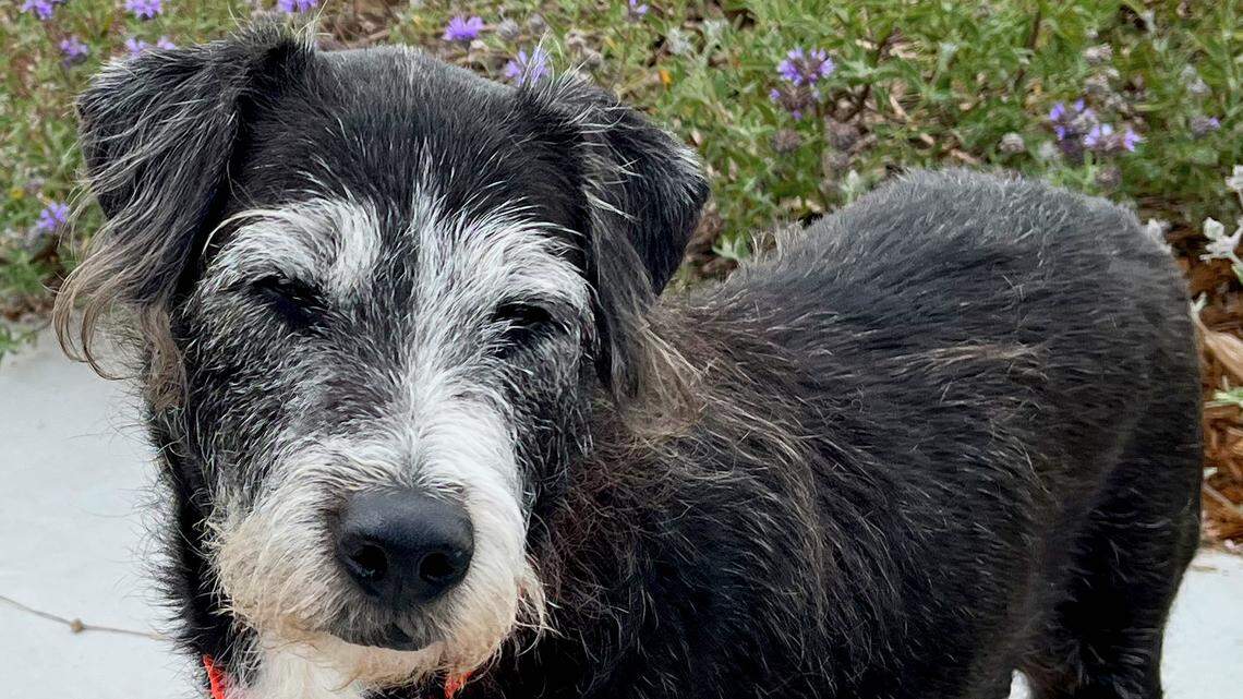 Oreo the sweet schnauzer mix is a ‘love bug.’ She’s looking for a new home