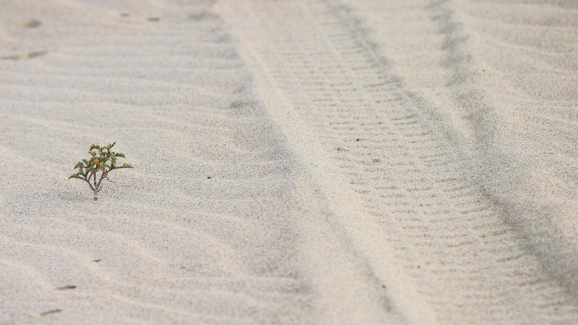 Tire tracks are seen at Oceano Dunes State Vehicular Recreation Area on Thursday, Oct. 7, 2021. California State Parks recently opened a 300-acre section of the park that was fenced off to protect western snowy plover and California least tern habitat, but the California Coastal Commission wants that area to be permanently closed to vehicle traffic.