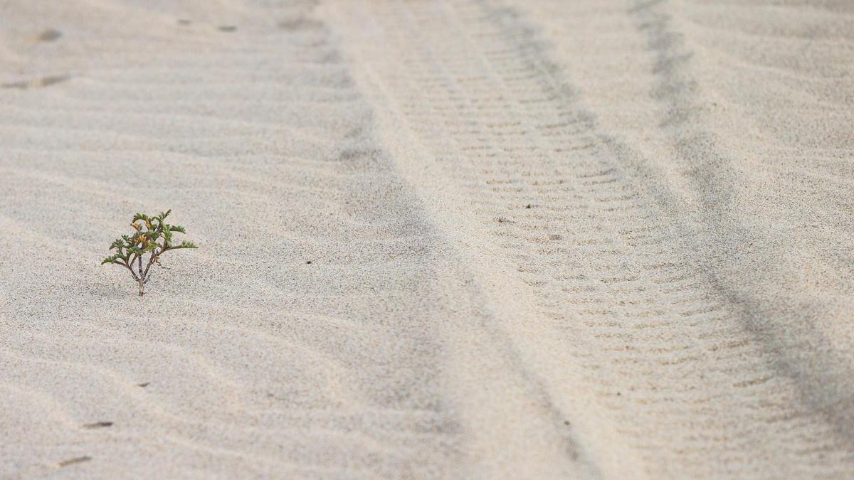 Tire tracks are seen at Oceano Dunes State Vehicular Recreation Area on Thursday, Oct. 7, 2021.