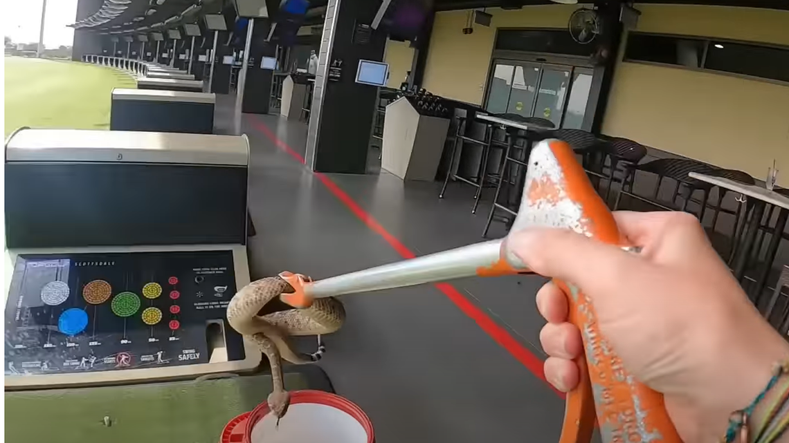 This 3-foot western diamondback rattlesnake was found hiding in the ball dispenser at a Topgolf in Scottsdale, Arizona, according to Rattlesnake Solutions.