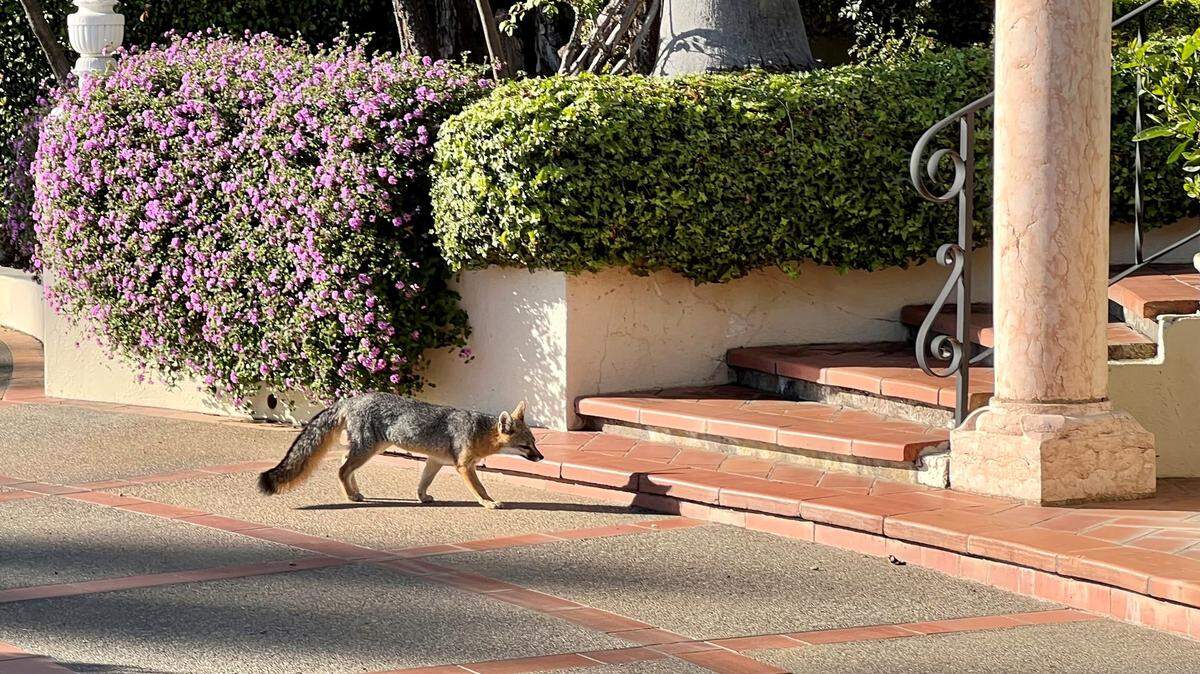 A fox was spotted prowling on a sunny day at Hearst Castle.