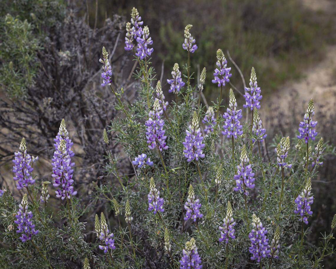Silver bush lupine grows in a gravely watercourse next to Highway 58 on Feb. 5, 2026. Wildflowers got an early but sporadic start in California Valley after a dry spell followed early winter rains.