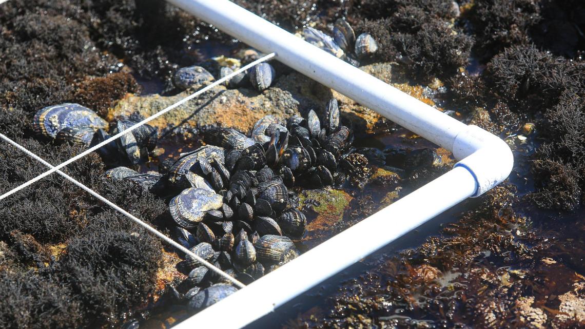 Scientists demonstrate how they conduct tidal wildlife population studies at Diablo Canyon nuclear power plant, using grids to count sea life on Feb. 25, 2022. This area was initially a study zone but was determined not to be representative of the Diablo Cove environment.