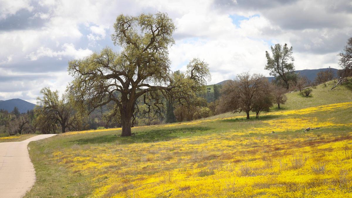 Valley oaks began to leaf out along Shell Creek Road on April 2, 2025. Wildflower season is scattered and patchy this spring. Blooms so far are mostly yellow, unlike other multi-color displays of previous years.