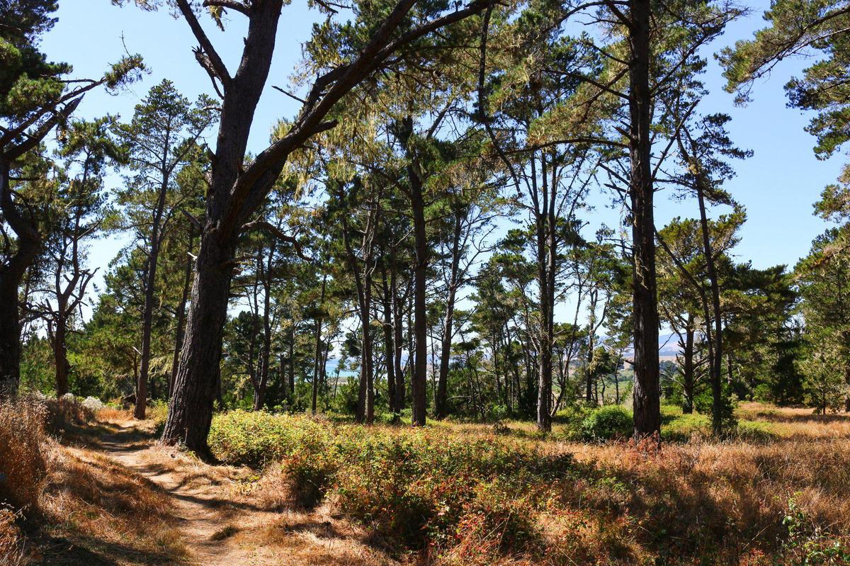 This forested area in Hearst San Simeon State Park just north of Cambria recently underwent a prescribed burn by California State Parks.