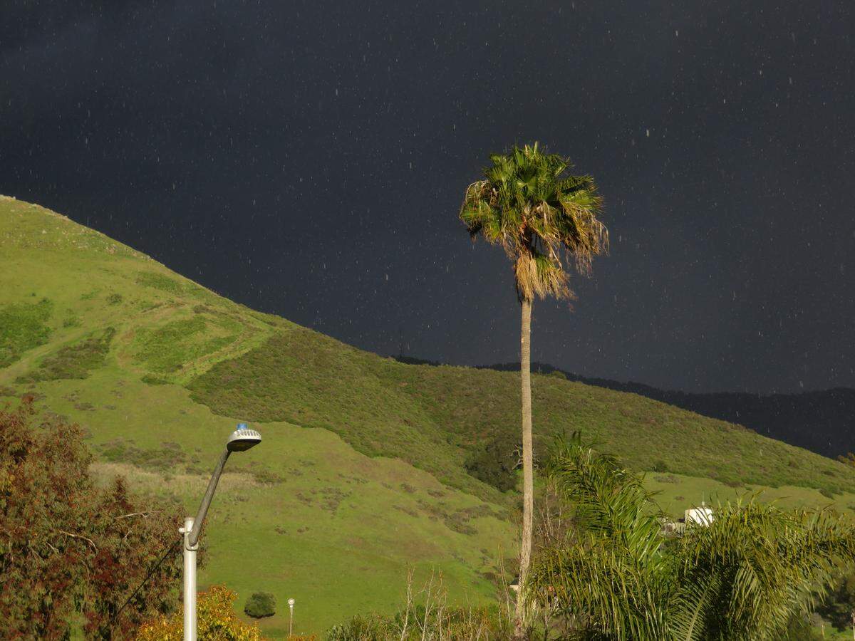 Snow falling behind a palm tree on Albert Drive in San Luis Obispo, CA.