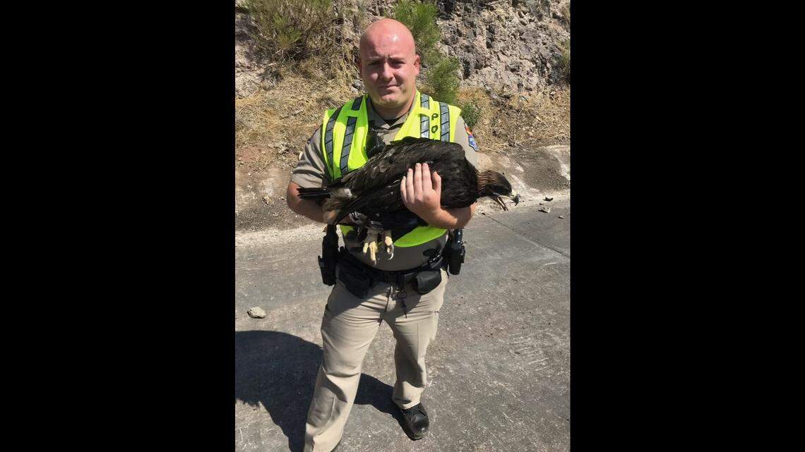 Temperatures are nearing 120 degrees in parched Arizona, and the heat is causing raptors to fall from the sky. State Trooper Sgariglia found this eagle on Interstate 17.
