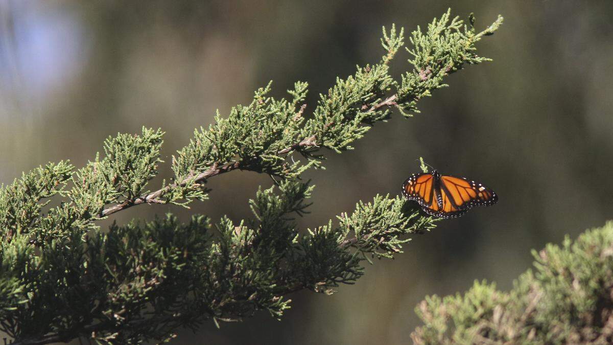 The butterfly count taken in early December at the Pismo State Beach Monarch Grove was only 471, down from counts that ranged into the thousands in previous years. The photos are from Dec. 1, 2025.