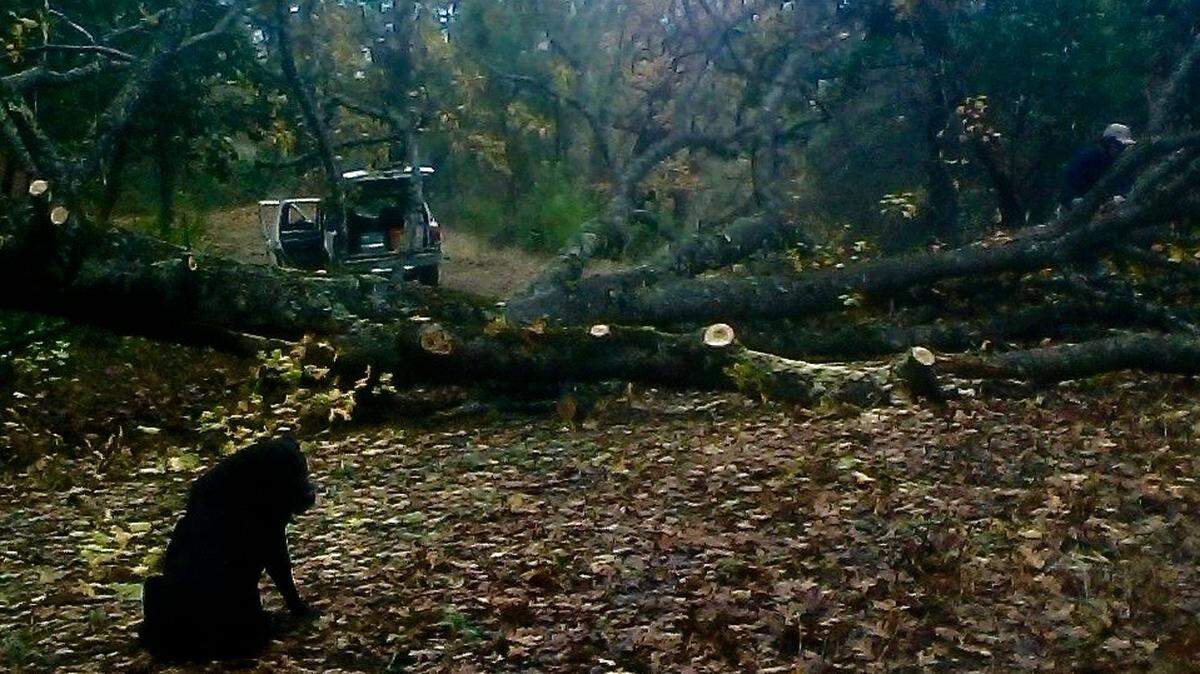 A generous neighbor helped Mountain Musings columnist Michele Oksen clear a toppled black oak on her Santa Lucia Mountain property.