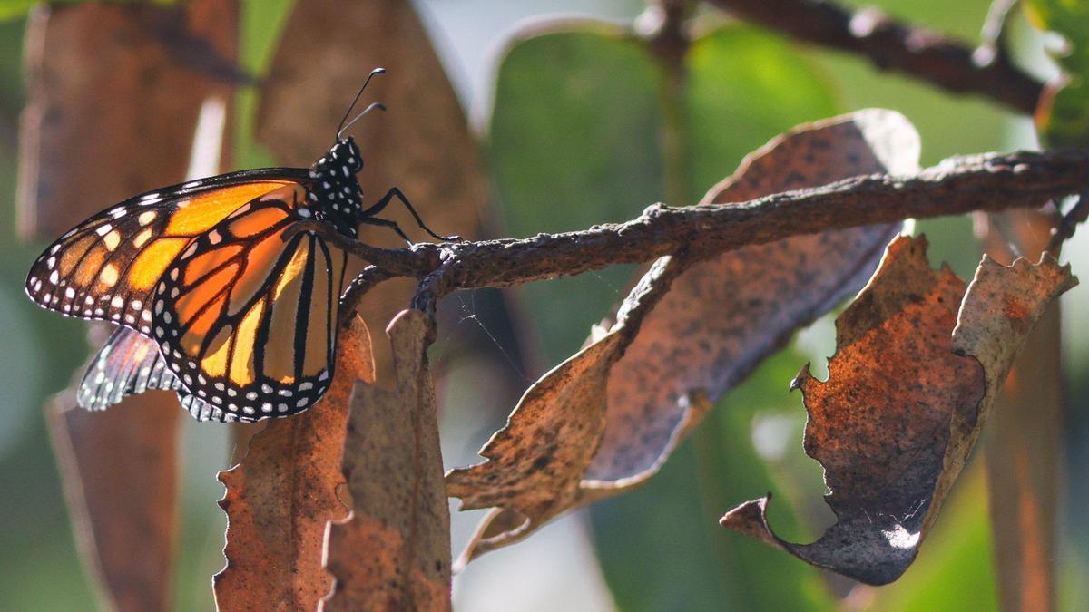 A single monarch butterfly warms in the late morning sun at the Pismo State Beach Monarch Butterfly Grove on Nov. 2, 2022.