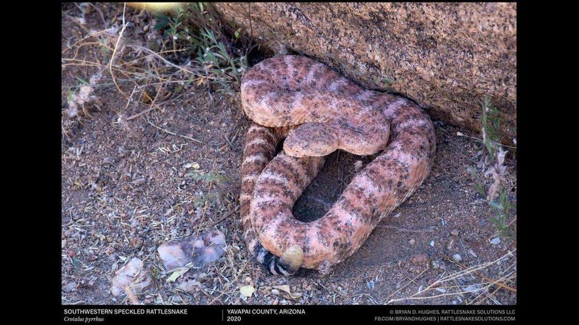 This is a southwestern speckled rattlesnake from central Arizona, which can be pink and even orange.