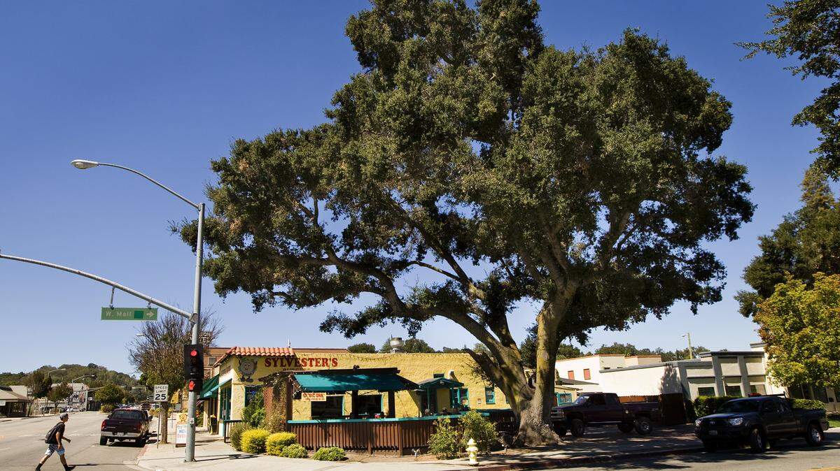 The oak tree outside Sylvester's Burgers in Atascadero in September 2014.