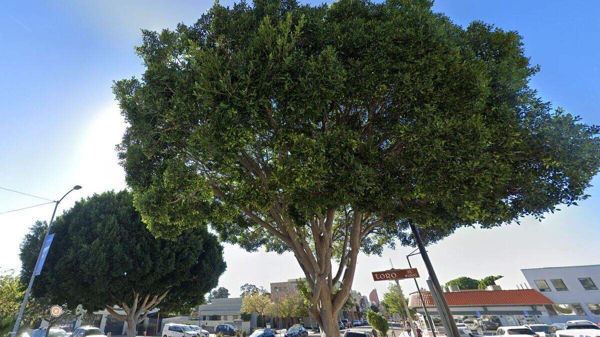 The city of San Luis Obispo removed six large ficus trees from Monterey Street after an arborist found the trees’ roots would impact plans to build ADA-compliant sidewalks along the street. A Google street view shows two of the removed trees at the intersection of Monterey and Toro streets in January 2021.