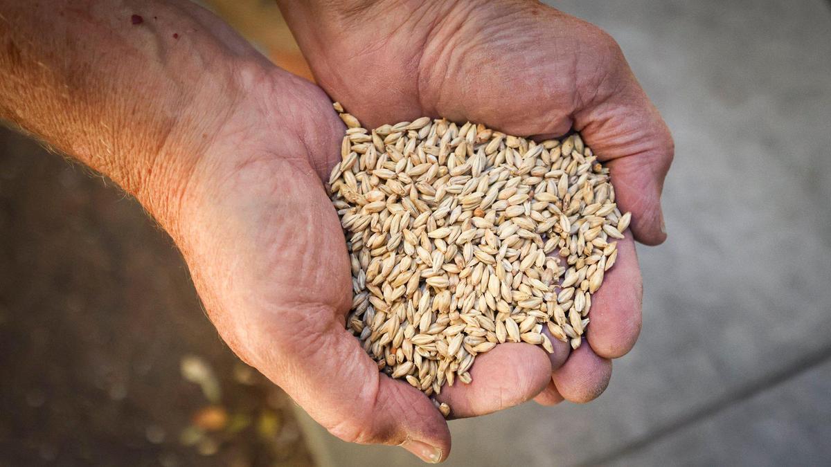 Two row malted barley is a basic building block for beer. Apogee Brewing Co. in Grover Beach has won national awards for their beer, seen here on Nov. 4, 2024.