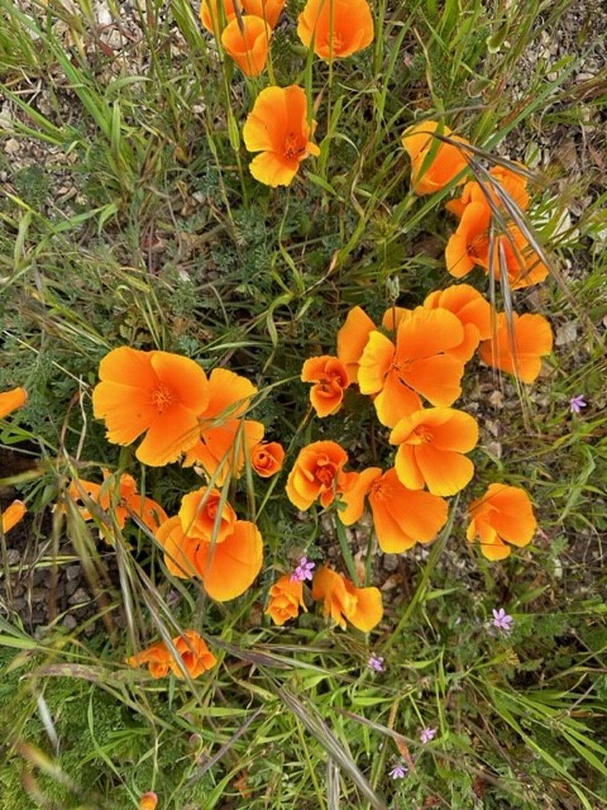 Dennis Houghton took this photo of wildflowers including California poppies at the Point Buchon trail east of Montana de Oro State Park near Los Osos on Saturday, April 8, 2023.