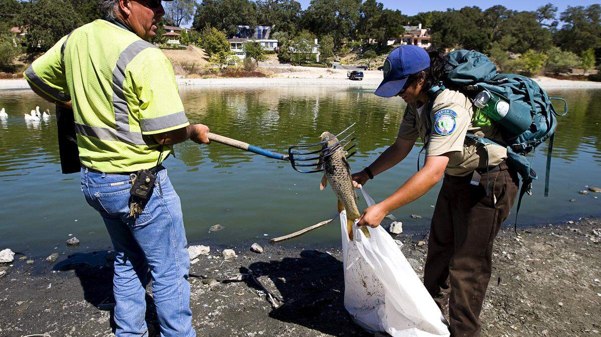Bill Rainwater with the city of Atascadero puts a dead carp into a trash bag held by Cheyenne Middleton with the California Conservation Corps on Friday, Sept. 6, at Atascadero Lake.