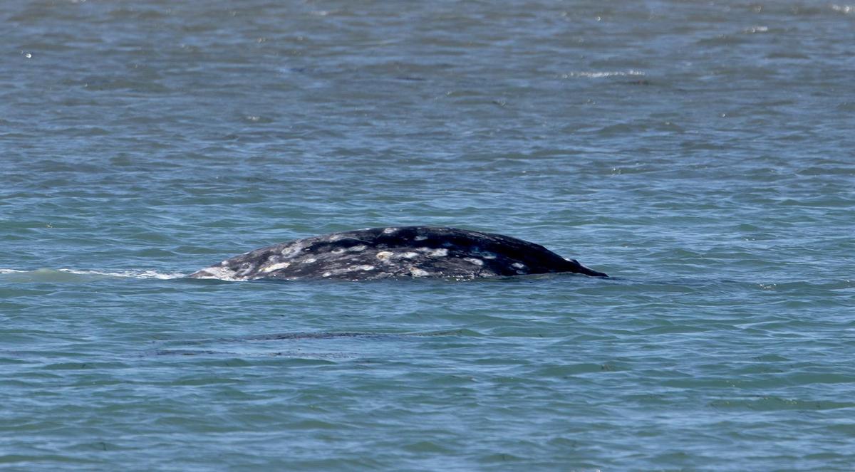 A gray whale surfaces in the Morro Bay Harbor near Morro Rock on Thursday, March 14, 2024. The whale has been been spotted in the harbor for the last few days.