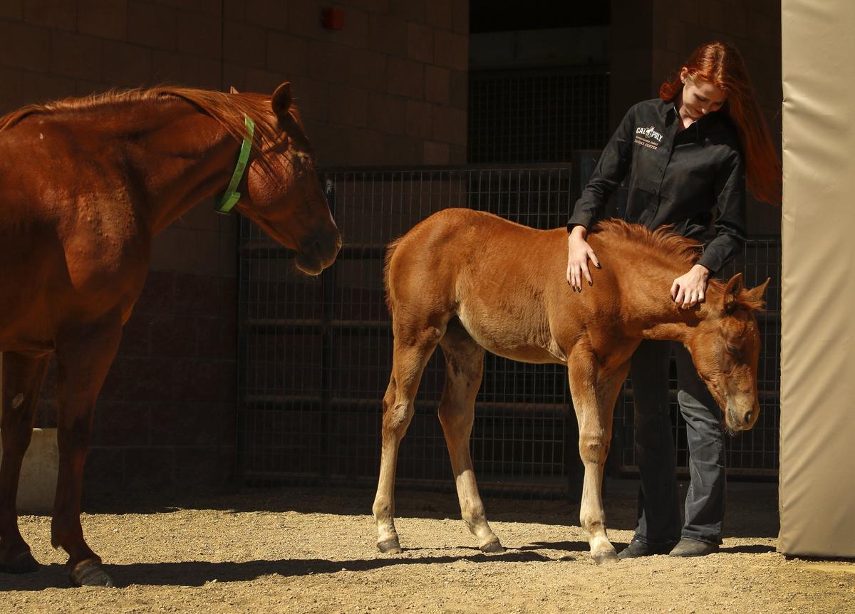 Third-year animal science student Hannah Dwelley gives a comforting scratch to a 2-month-old filly as her mom looks on at the newly finished foaling barn at Cal Poly's Oppenheimer Family Equine Center.