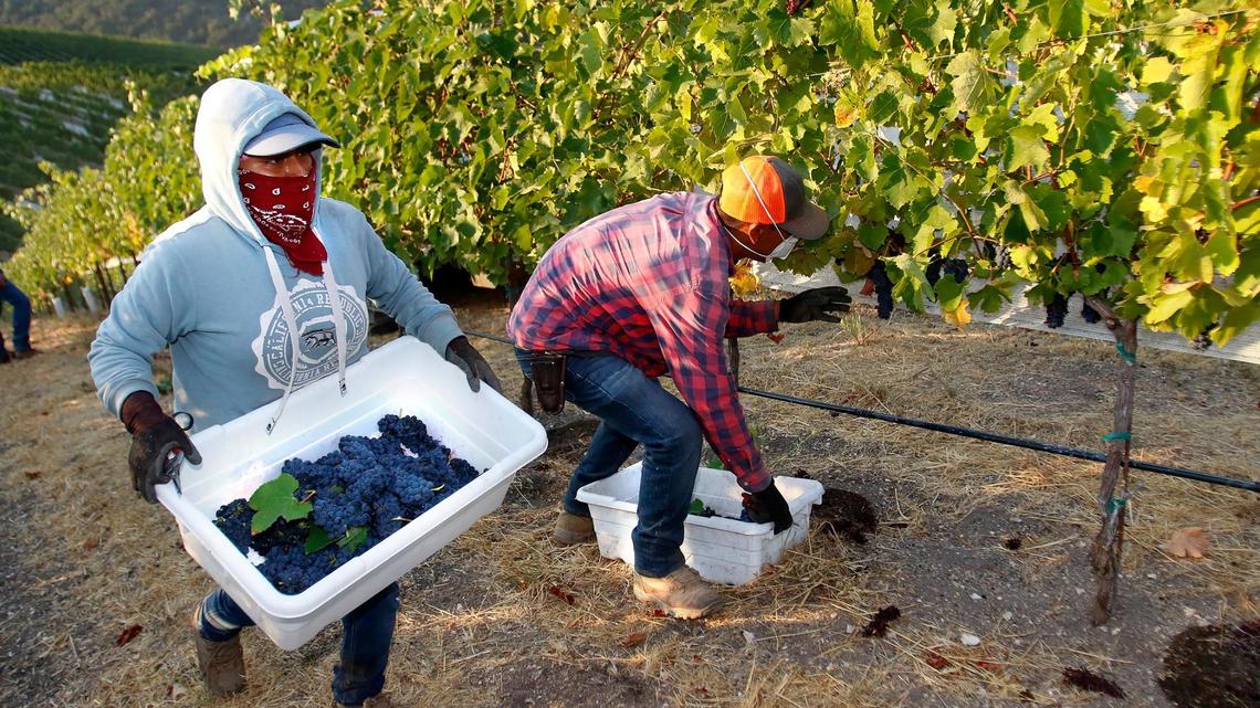 SLO County wine harvest launches amid heat wave
