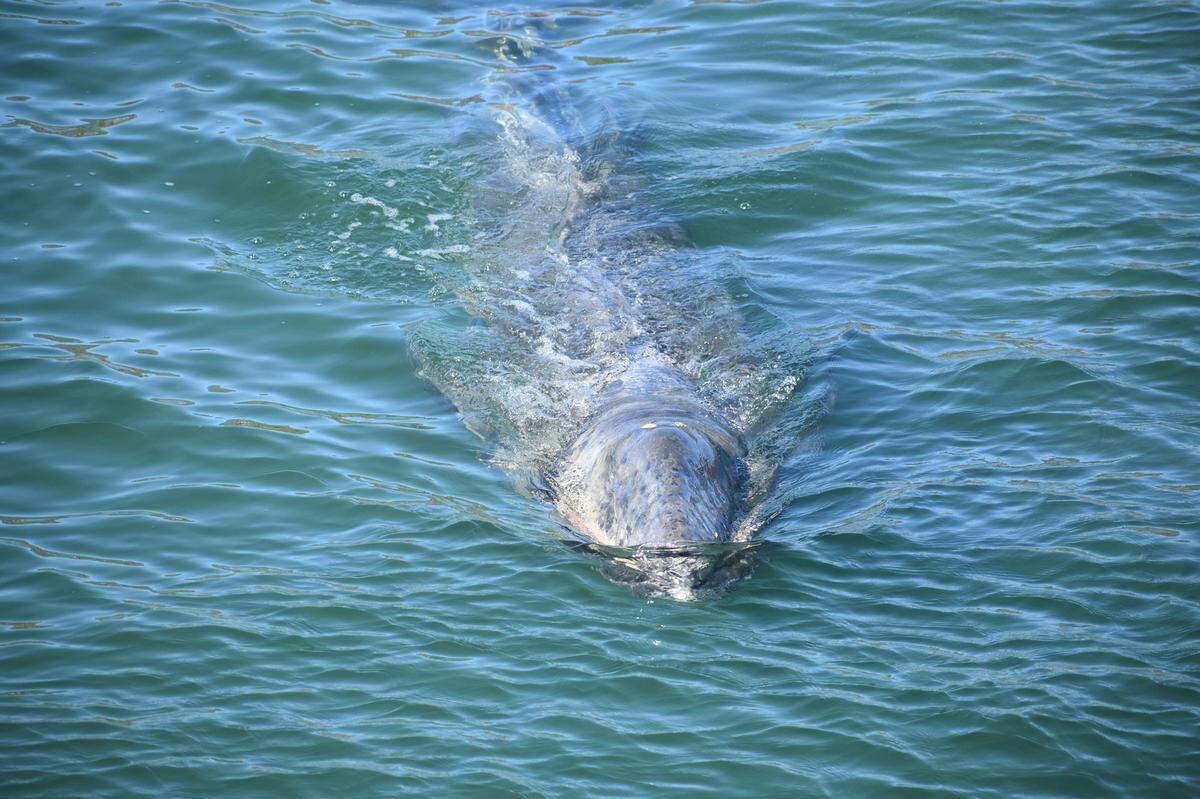 A juvenile gray whale swims in the waters off Stearns Wharf in Santa Barbara on Friday, Feb. 12, 2021.